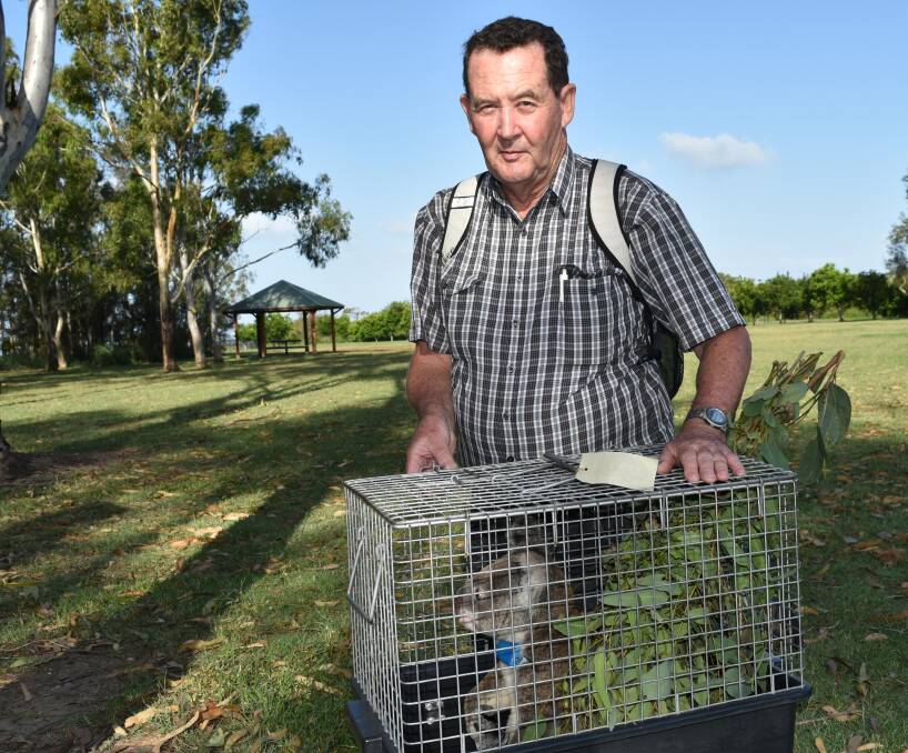 ON TRACK: Koala Action Group member Ken Rawlins prepares 'Scout' the koala for release at GJ Walter Park, Cleveland. Scout's monitoring device had fallen off and she was captured to replace the device. Photo: Hannah Baker