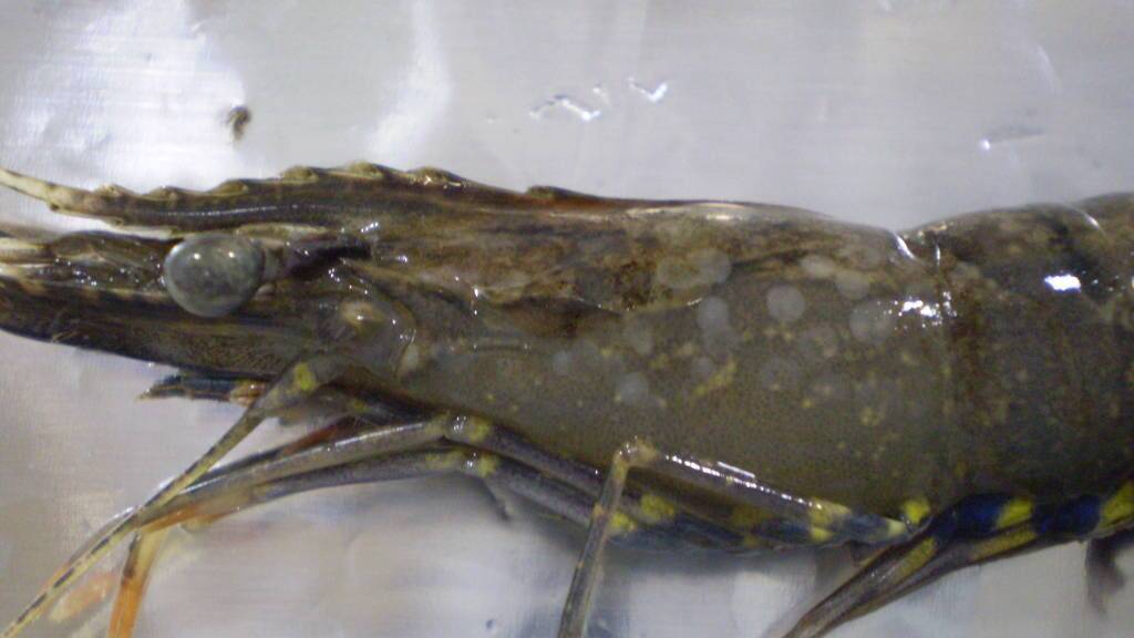 DISEASED: A prawn infected with the white spot disease. Photo: Biosecurity Queensland
