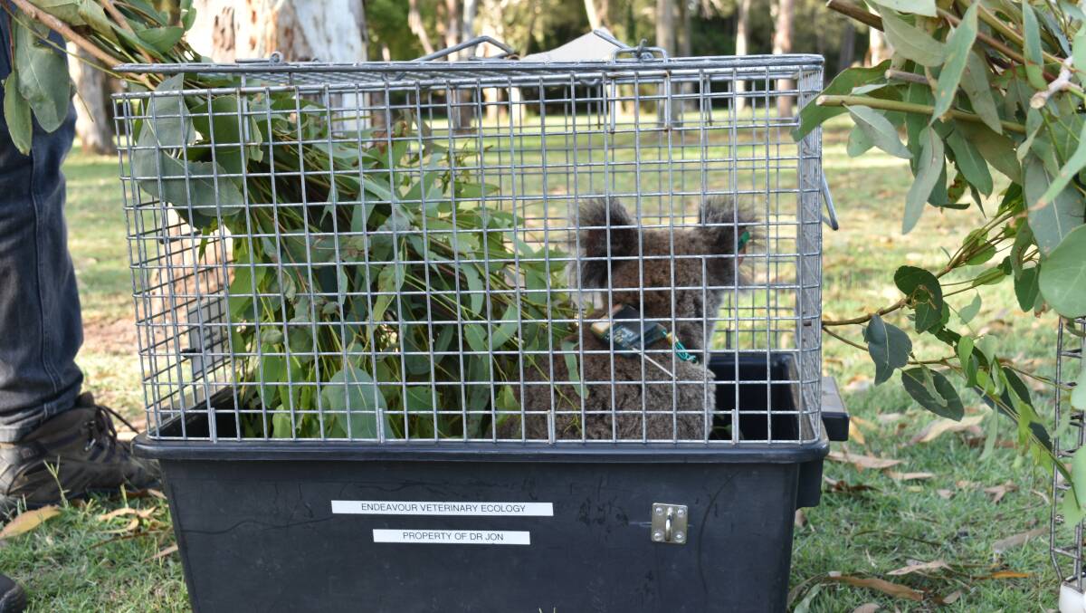 'Scout' the koala with GPS tracker attached around her neck prior to being released. Photo: Hannah Baker