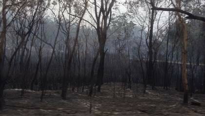 Bushfires have left a devastated landscape across North Stradbroke Island. Photo: Instagram