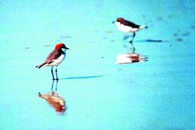 Birds benefir form clean waterways.