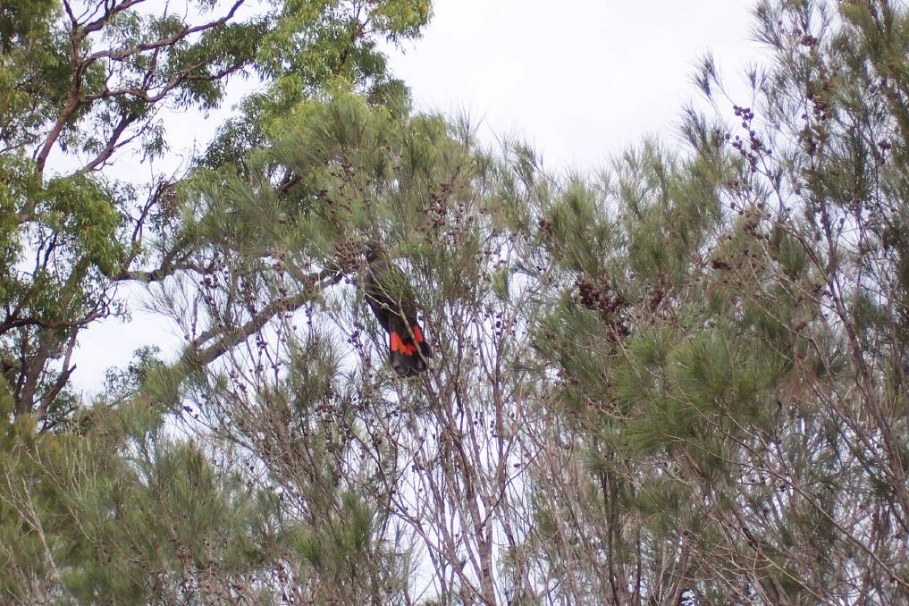 Glossy Black Cockatoo's on Lamb Island are in for a treat when Redland City Council plans to plant 900 native trees on Saturday, September 8.