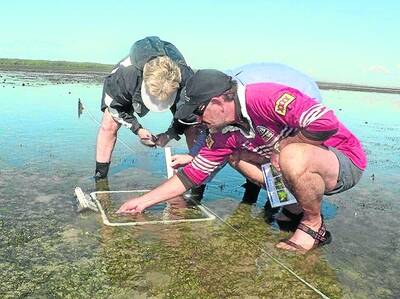 Wildlife Bayside branch members monitor seagrass in Moreton Bay. 