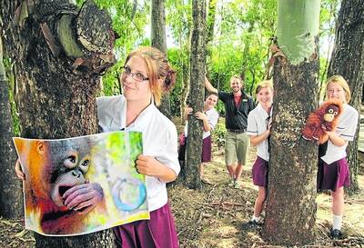 ENVIRONMENT CAMPAIGNERS: Helping to protect orangutans from the effects of illegal deforestation in Borneo is Cleveland District State High School student Georgia Taylor, Year 11 (front), with fellow students (from left) Olivia Hill, Year 12, Stef Wilkinson Year 11, Tayla Cox, Year 11, and science teacher Chris Gauthier. Photo: Chris McCormack
