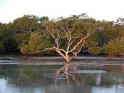 Wildlife Queensland Bayside Branch volunteers monitor mangroves off Redland.