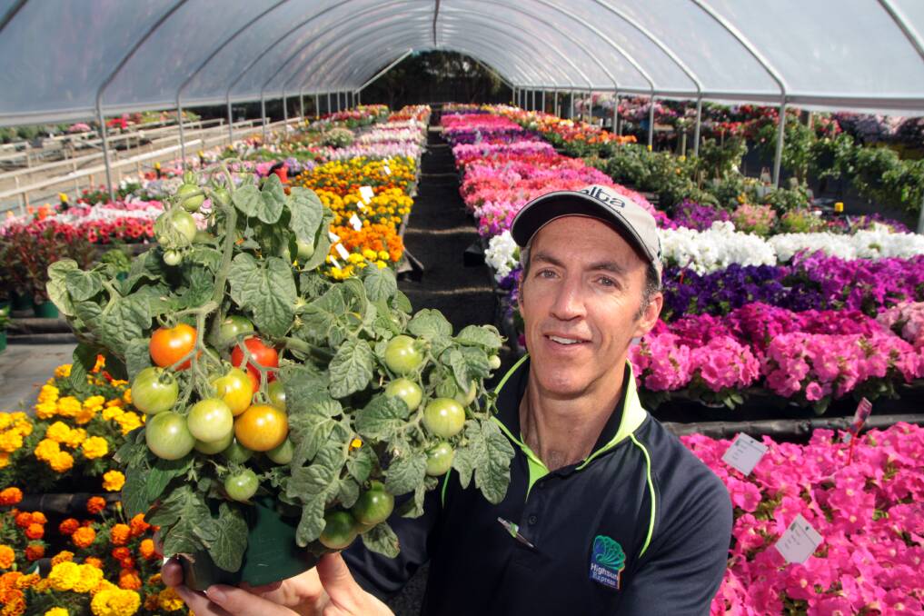 OCTOBER: Michael Doensen -   Highsun Express Sales Manager southern region holds a tomato variety amongst the blooms at the wholesale plant nursery. Photo by Chris McCormack