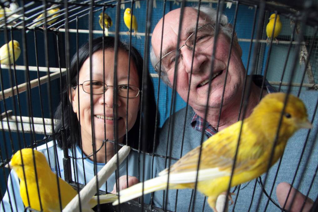 JULY: John and Hang Voet's birds that will be entered in the Ekka. Photo by Chris McCormack
