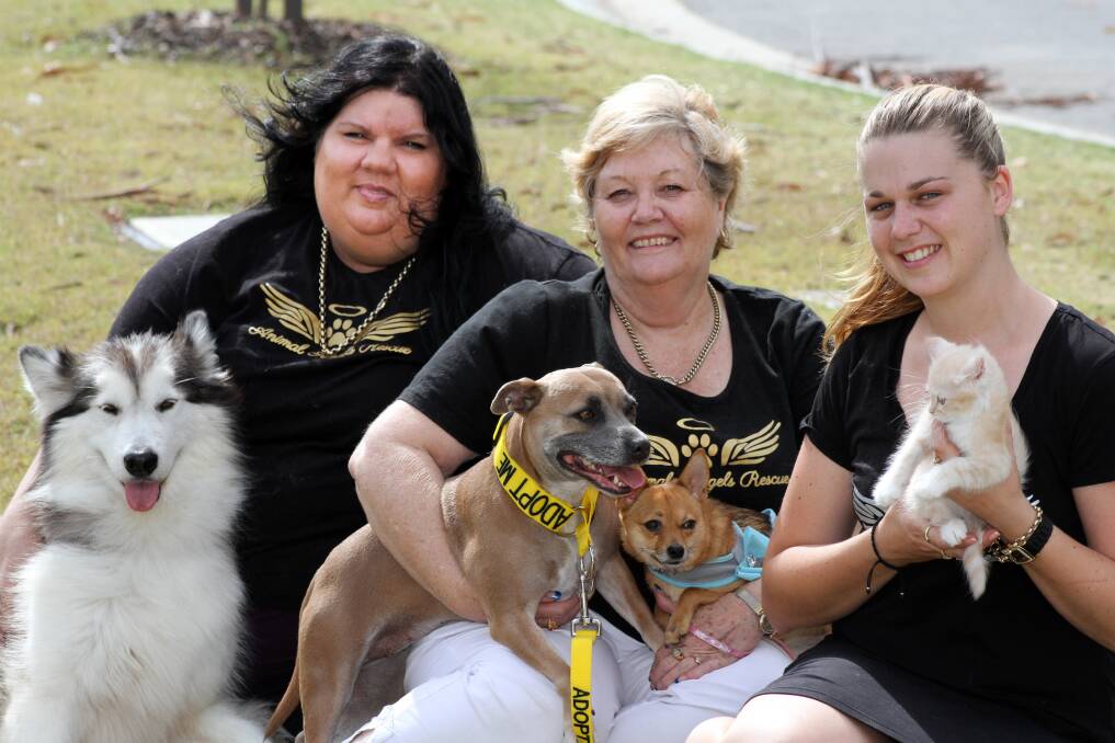 NOVEMBER: l-r- Animal Angels Resue president/founder Evana Gould with mascot 'Ella' the Alaskan Mallamoot, Joanne Midgley- foster carer with staffy 'Bindi Sue' and Chihuahua ' Eevee' and co-ordinator Alana Lambert with one of the newly acquired ragdoll cross kittens. Photo by Chris McCormack