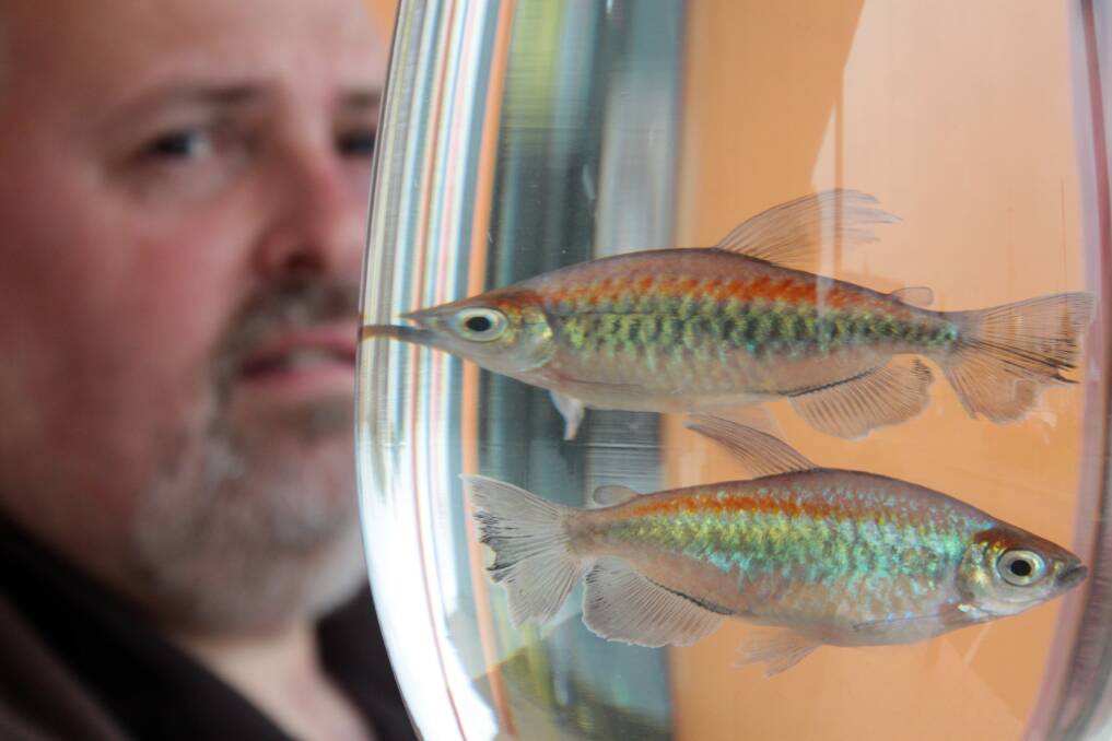 JULY: City Farmers manager Gary Parker with some Congo Tetra tropical fish being entered in the Ekka. Photo by Chris McCormack