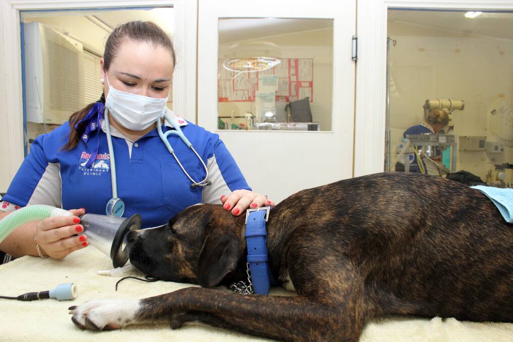 DECEMBER: Vet Katria Lovell treats a dog in the surgery. Photo by Chris McCormack
