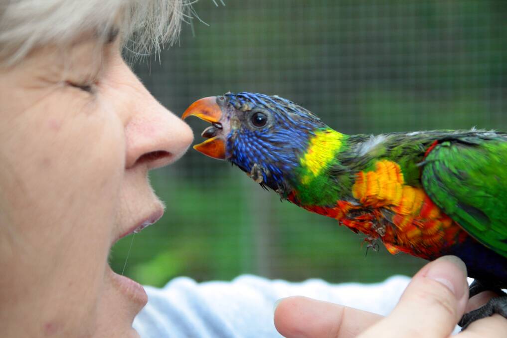 SEPTEMBER: Trish White of Alexandra Hills with one of the five lorikeets she rescued from a chopped down tree. Photo by Chris McCormack