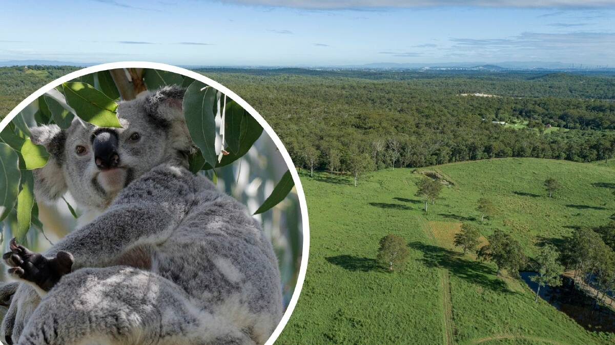Koala's will have a new home in the Redlands as a rare acreage property is sold to an environmentally interested investment fund.