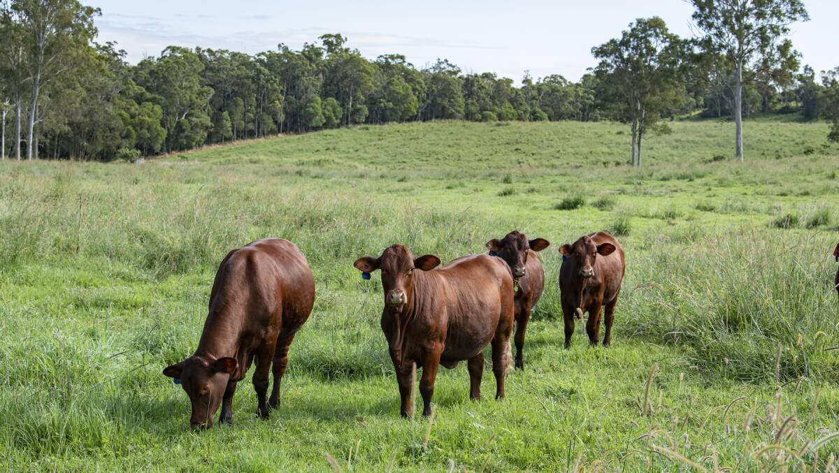 Bailey's Ridge has been used for cattle crazing and farming for five generations.