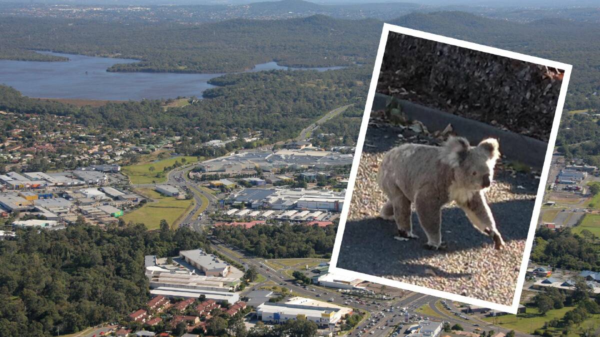 Council has proposed amendments to the Redland City Plan in a bid to protect native wildlife.