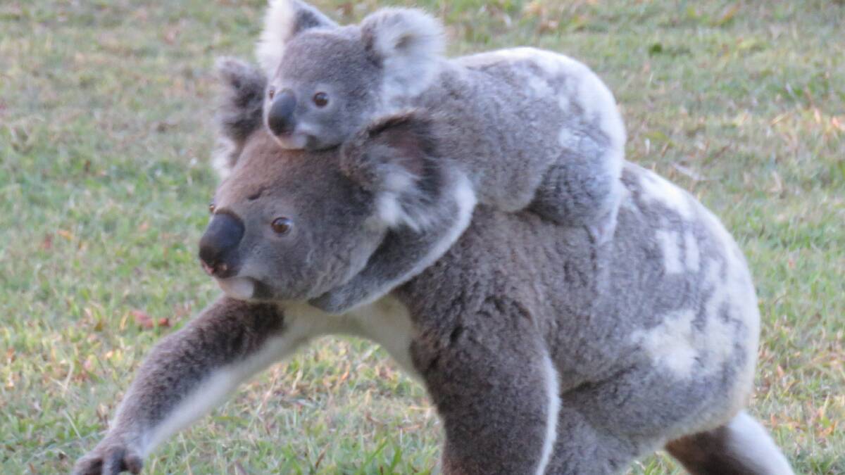 HOLD ON TIGHT: A $50 million funding boost could help protect koalas in the Redlands.