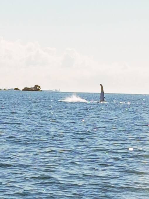 WHALE: Norm Thompson and his fishing friends saw the whale just off Choochiemudlo Island at 1pm on Tuesday.
