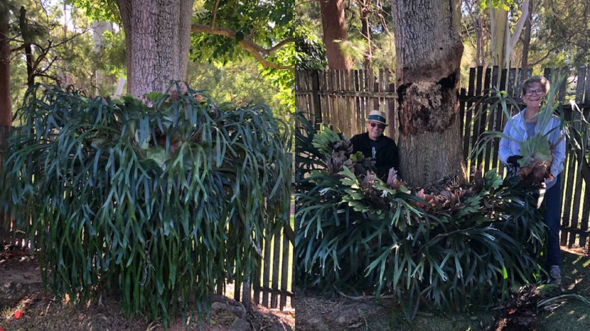 Oakland Street Community Garden members helped John Cunningham remove a huge elkhorn from his backyard. Picture supplied.