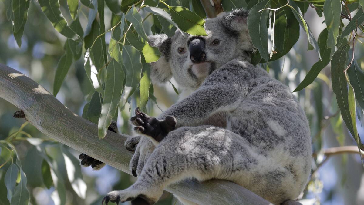 AT RISK: This female koala spotted recently at in GJ Walter Pk at Cleveland is now considered endangered. Photo: supplied.