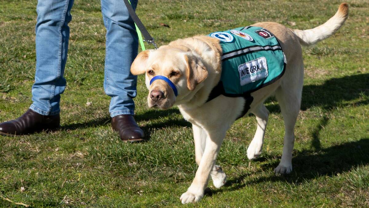 Nelson is a psychiatric assistance dog. Picture: Department of Veterans Affairs 