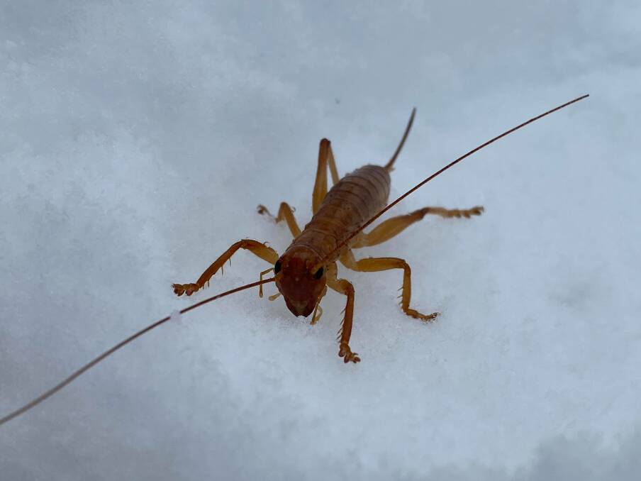 A cricket looked extremely out of place as it braved the snow on Mount Gingera in Namadgi National Park on Saturday, July 24. Picture: Jordon Murray