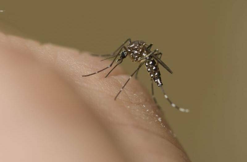 The virus is mosquito-borne. Picture: FILE