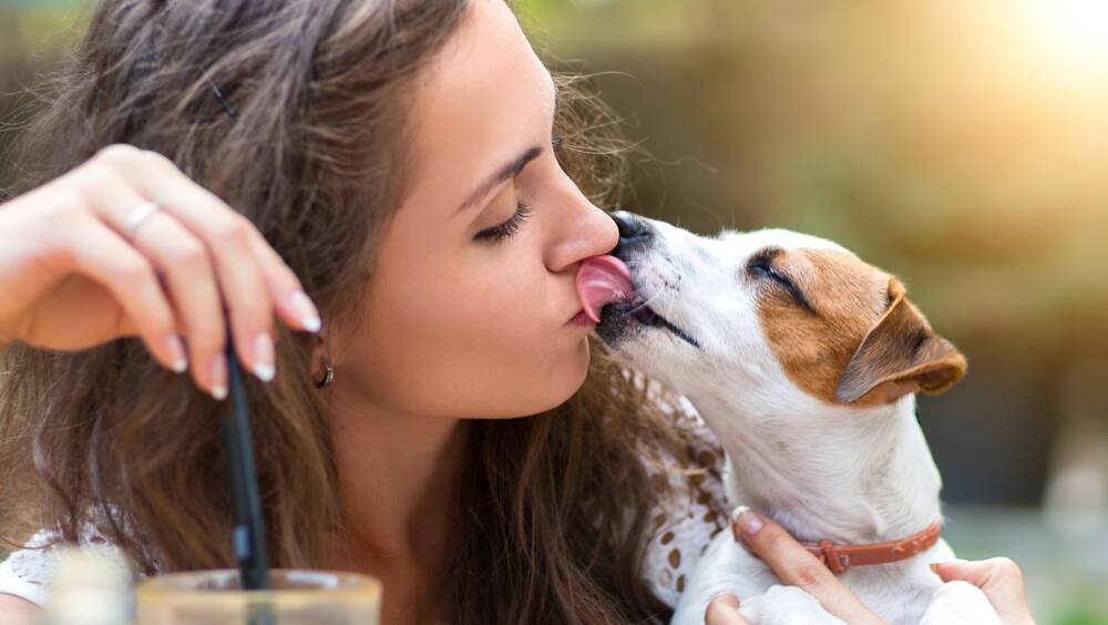 Jack Russells are a favourite among Victorian and ACT dog owners. Picture by Shutterstock