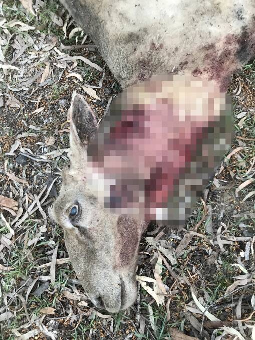 A lamb, named Millie was killed on a Jimboomba property.
