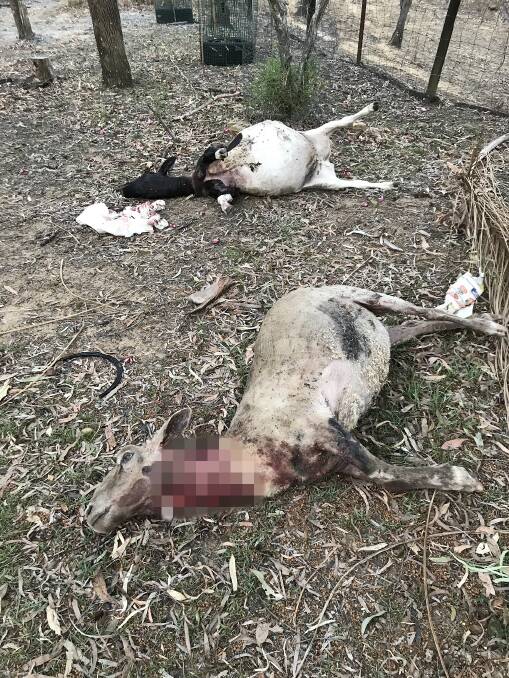 BARBARIC: Two sheep named Millie and Jarrah died on a Jimboomba property after two vicious dogs attacked them. 