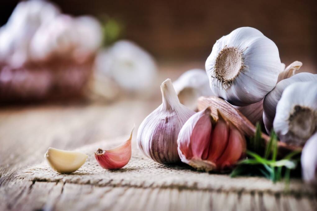 OLD FAITHFUL: Garlic assists in the treatment of multiple ailments and works to prevent a wide range of illnesses and conditions as well.