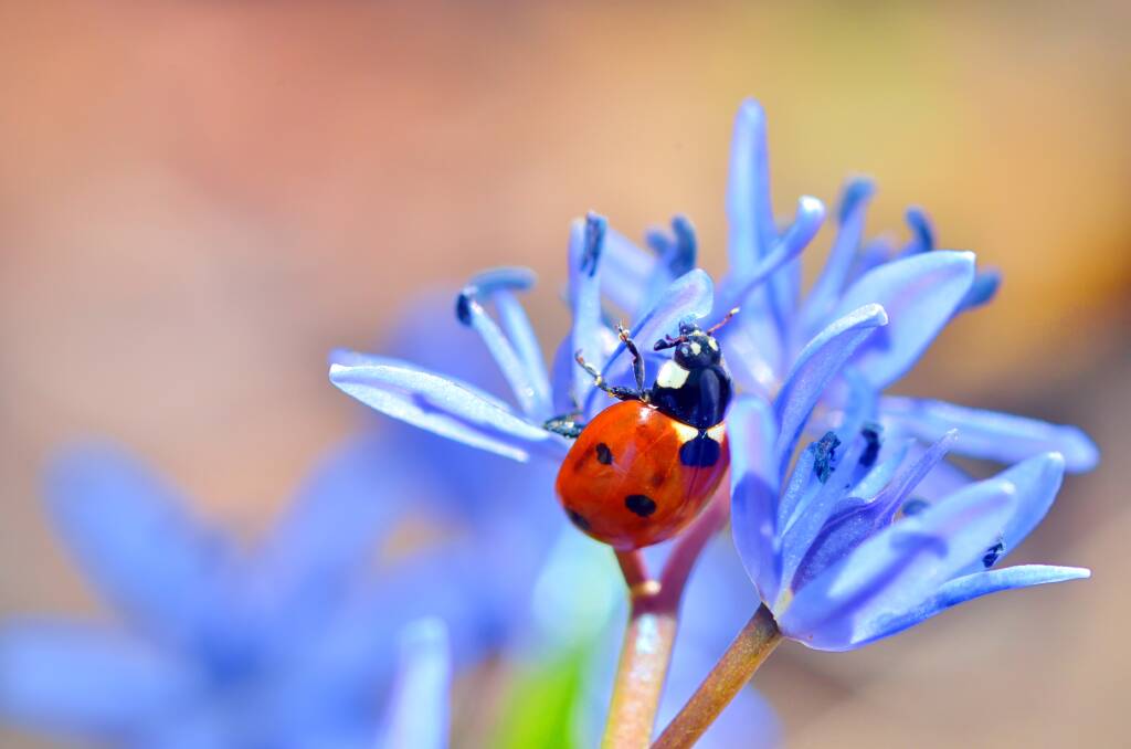 INVITING: There are many insects and plants which can help keep your garden pest-free and green in more ways than one.