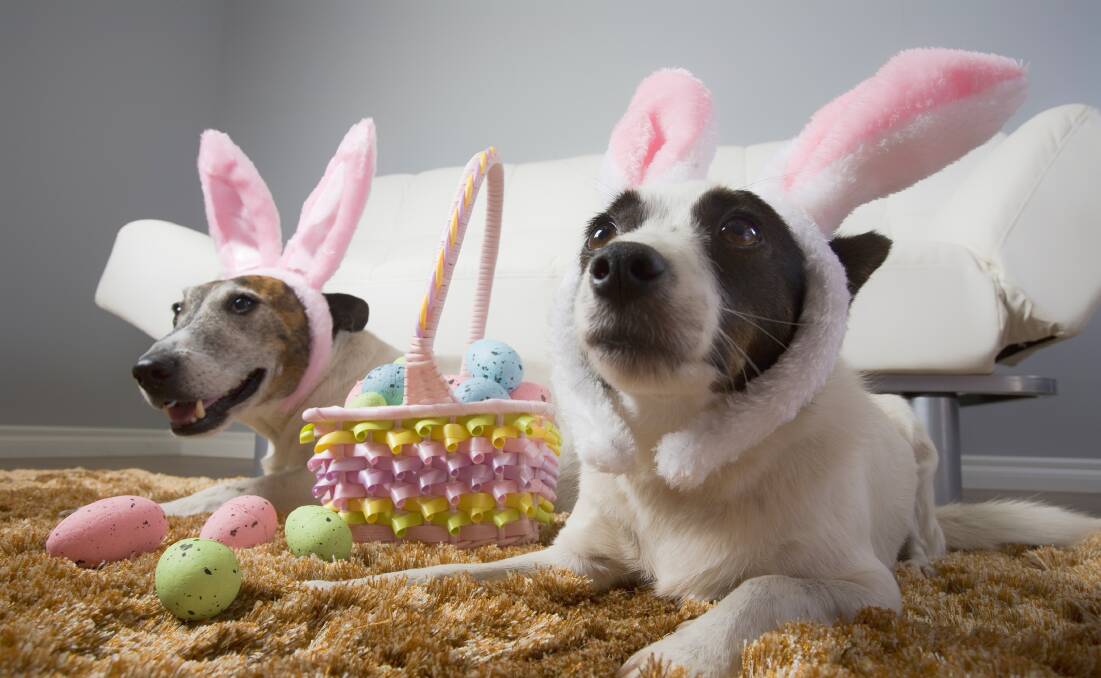NO GO TREATS: With Easter here we might be tempted to give our pooches an extra special treat. But remember, chocolate and raisins in hot cross buns are toxic to dogs. 