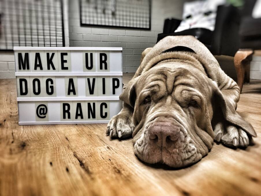 IS YOUR DOG A VIP?:  Make you're dog a very important pooch with a VIP membership to Ranc Pet Services doggy day care with free grooming part of exclusive packages.