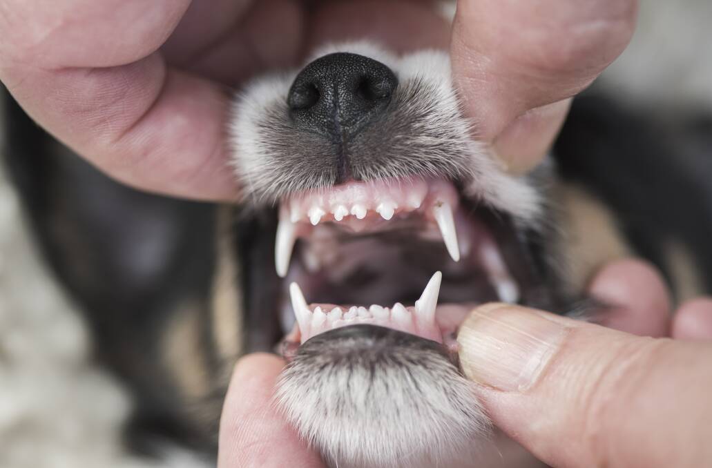GIVE US A GRIN: Want your pet to have a winning smile, as well as be free of pain while eating and picking up toys in their mouth? Maintaining dental health is key. 