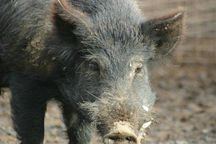 SUPER PEST: Feral pigs are a biosecurity threat to multiple industries, but its difficult to get them working together to control local populations.