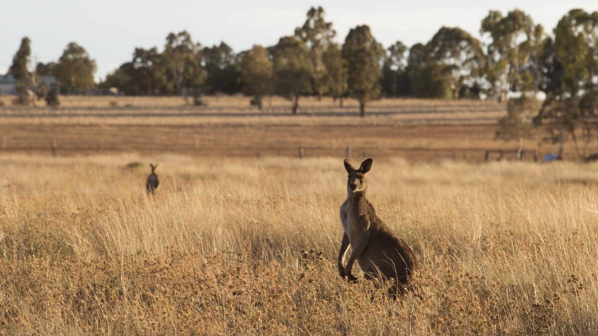 TOUGH TIMES: Many farmers have been dramatically impacted by Kangaroos that have been eating whatever little feed properties have left. Photo: Louise Kennerley