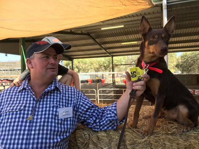 Record price: Eveready Possum offered by Shane Maurer, Getitdun Working Dogs, Milvale was sold for $25,000 at Jerilderie. Picture: Shane Maurer