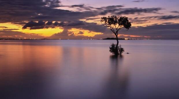 Photographer Kane Gledhill took this shot of Wellington Point's 'lone mangrove'. 