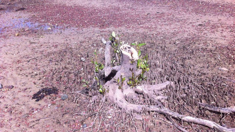 The stump of an axed mangrove at Wellington Point in May. 
