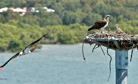 Ospreys atop the 22m galvanised pole at Wellington Point. 