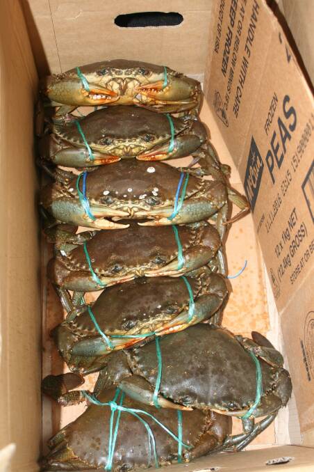 Some of the crabs that were found at a Brisbane address where a man was arrested. 