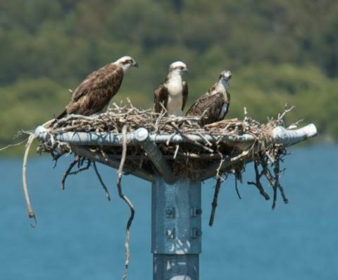 The osprey family atop the 22m pole at 