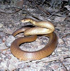 Deadly: The Easter brown snake. File photo