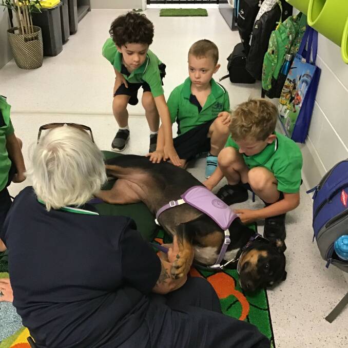 Therapy: Eve the animal assistance dog provides important learning support for students at The Sycamore School in Alexandra Hills.