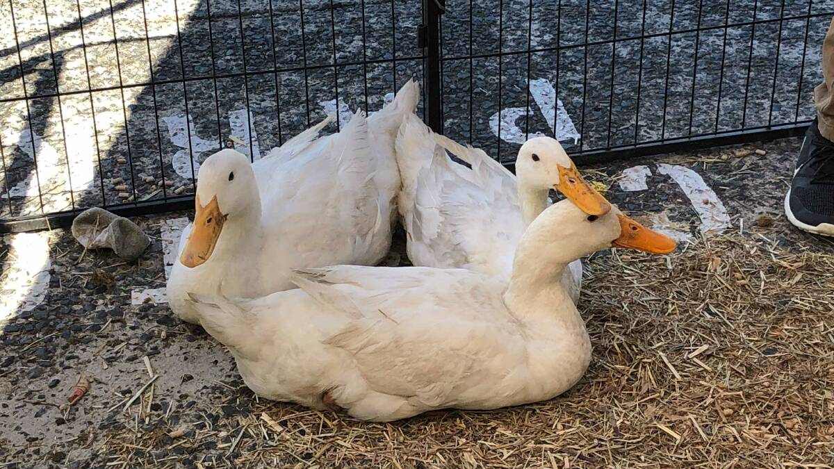 FUN: A children's petting zoo added to the attraction with geese, chickens, goats, ducks and lambs.