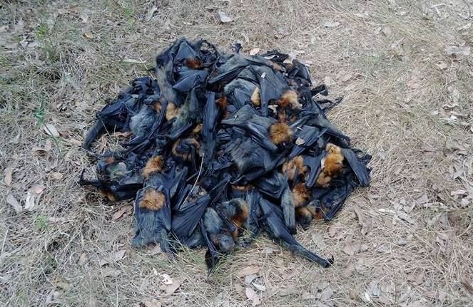 Devastating: Dead bats from the Campbelltown colony. Picture: Help Save the Wildlife and Bushlands in Campbelltown