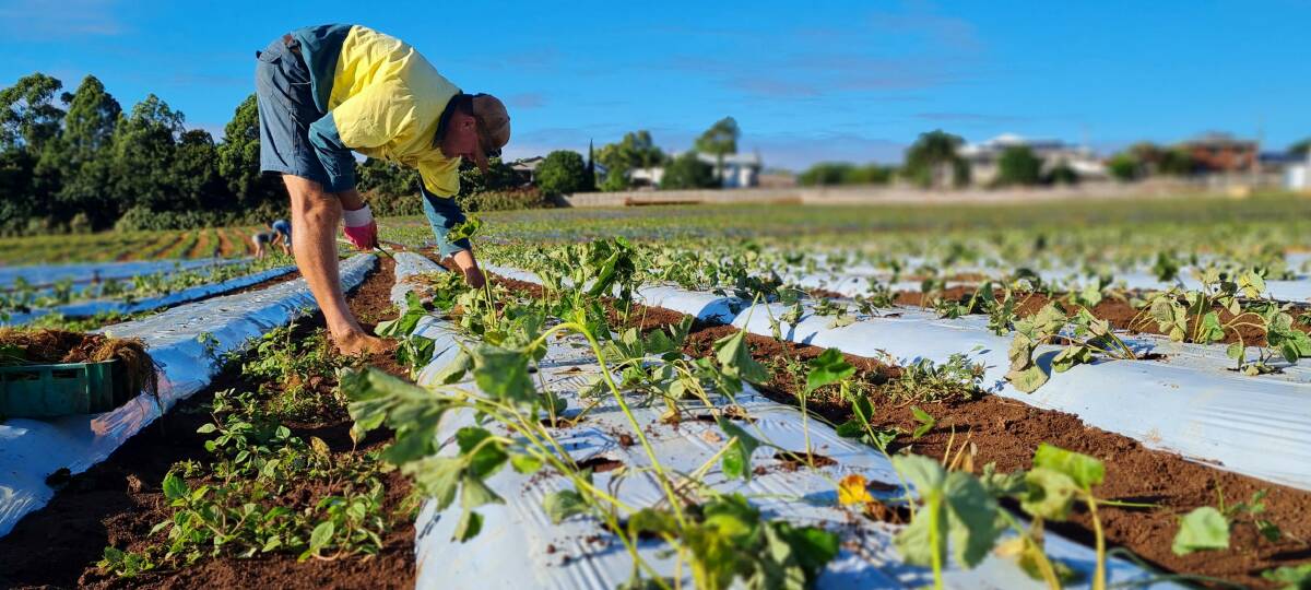 PLANTING: Farm manager Adrian Lynch takes advantage of blue skies on Thursday morning to get some planting done.