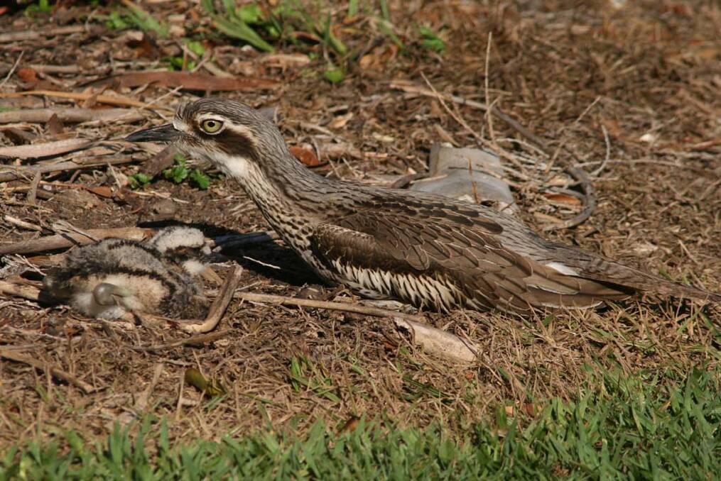 BUSH STONE CURLEW: Populations on Coochiemudlo Island have been monitored by council since 1997. Photo: Jon Coleman, Queensland Wader Study Group.
