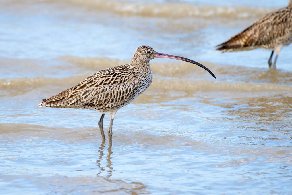 BIRD LIFE: The eastern curlew is one of the species known to frequent Moreton Bay. Photo: Birdiegal/ACF