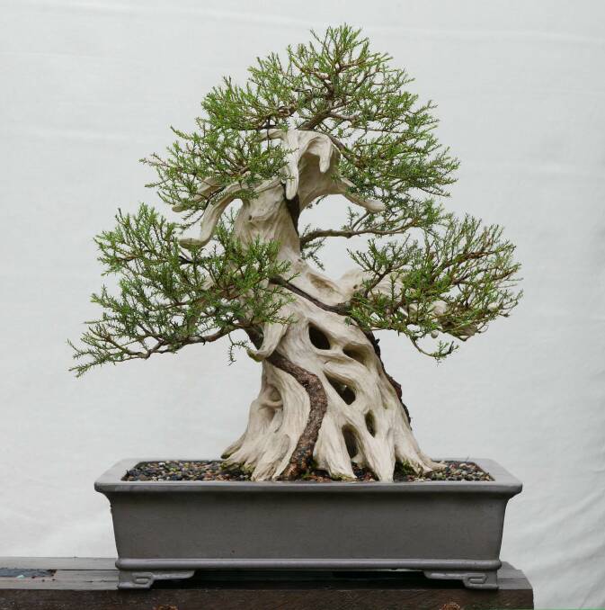 RESILIENT: This native Australian Moonah tree will be on display this Sunday at the Redlands Bonsai Society Exhibition.