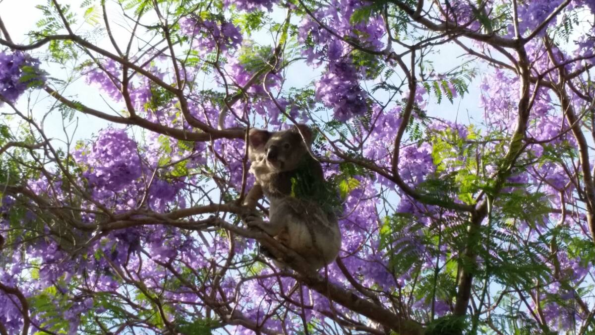 FURRY SURPRISE: This koala was spotted in a jacaranda tree in Wellington Point. Photo: David Simpson